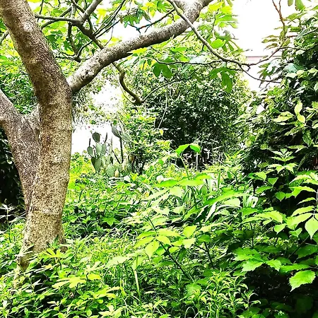 Apartment Dream Con Giardino *